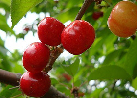 十三陵康陵园采摘园