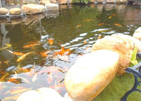 锦鲤池