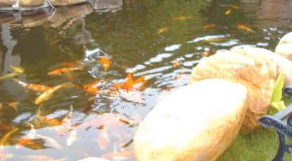 锦鲤池