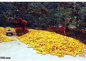 海子民俗旅游专业村