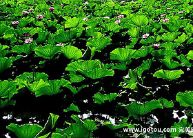 万亩荷花精品园景区