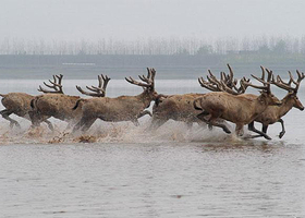 石首糜鹿自然保护区