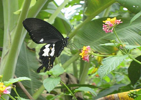 五指山蝴蝶牧场