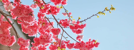 烟花三月下扬州