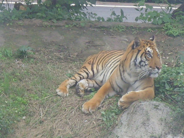 妈妈问:人和动物最大的区别在那里?