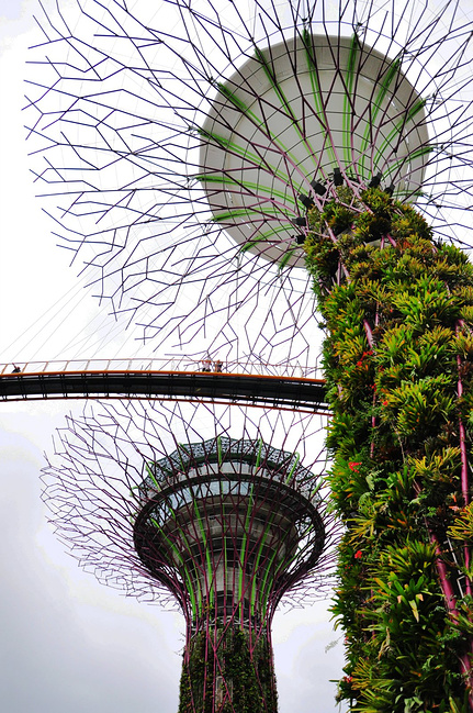 南有乔木,不可思休。_新加坡旅游攻略