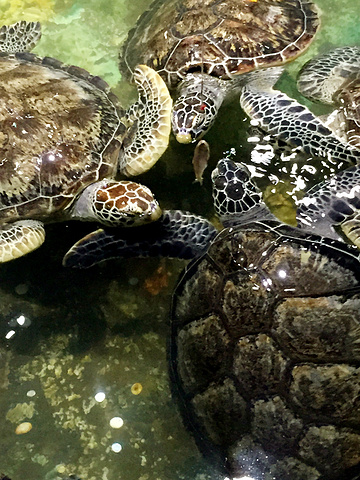 2018穆鲁拉巴世界说是水族馆游玩海底,.攻略海冥攻略灯图片