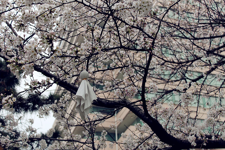 2015旁边的晴川假日酒店内还有樱花小道,很美