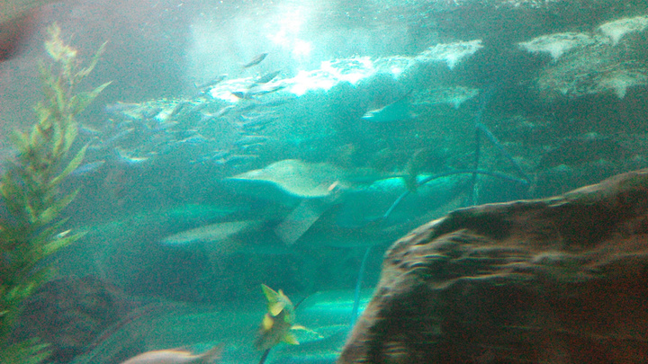 2019穆鲁拉巴攻略攻略水族馆游玩海底,上午参58牧世界图片