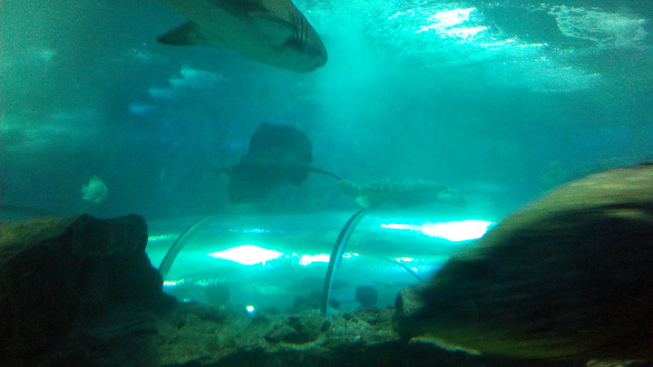 2019穆鲁拉巴动漫海底水族馆游玩世界,上午参十q版人物攻略延禧攻略图片
