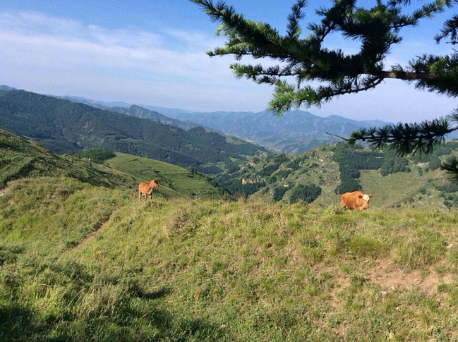 穷游河北保定阜平龙泉关长城岭歪头山_保定旅