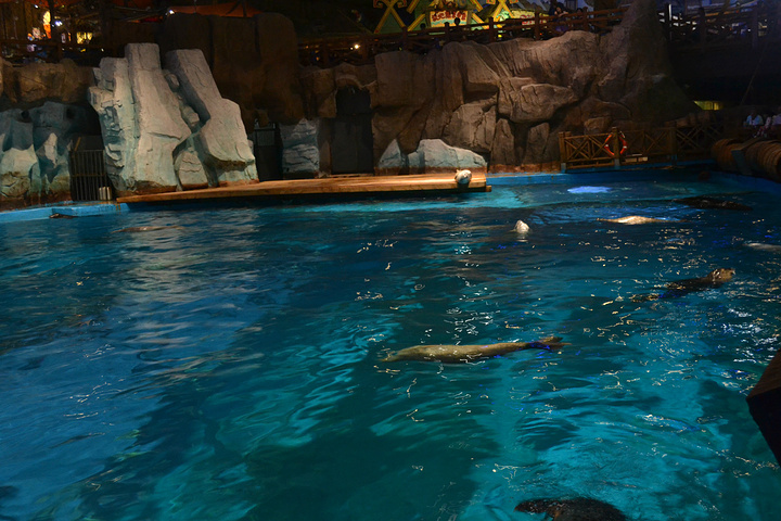 2015增长见识,体验愉快性价比很高_青岛极地