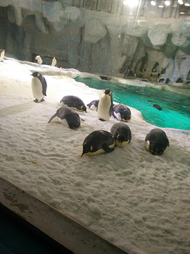 2015珠海长隆海洋王国_旅游攻略_门票_地址_