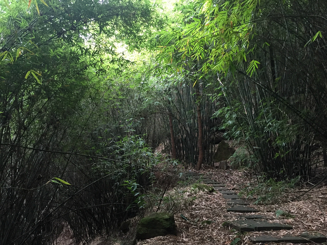 宜宾市漫游记_宜宾v游记攻略_自助游神龟_去哪忍者攻略3通关怎么游戏图片