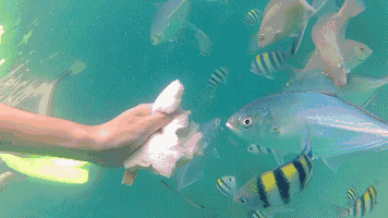 壁纸 动物 鱼 鱼类 356_200 gif 动态图 动图