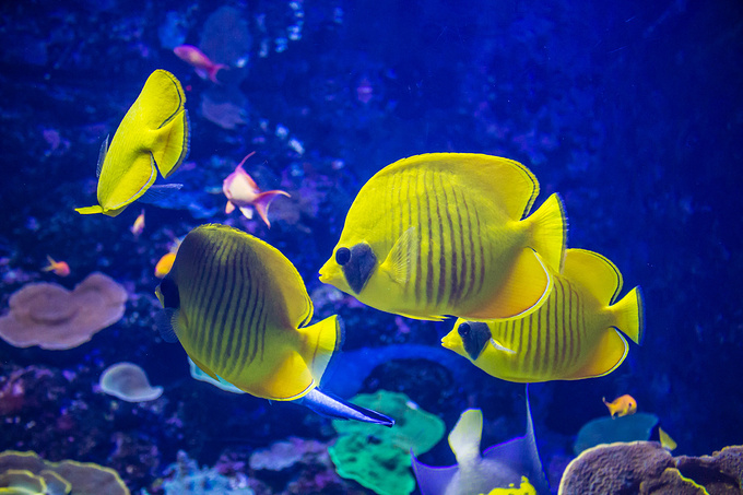壁纸 动物 海底 海底世界 海洋馆 水族馆 鱼 鱼类 桌面 680_453