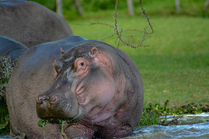 但是在这里遇到的河马居然白天都到岸上来了,原来他们都在吃东西
