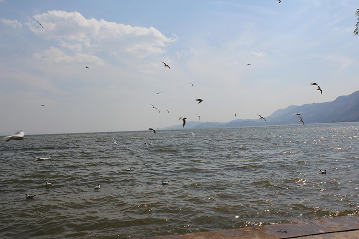 2015滇池最好的观景点_海埂公园评论