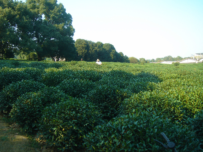 苏杭五日自由行_杭州旅游攻略