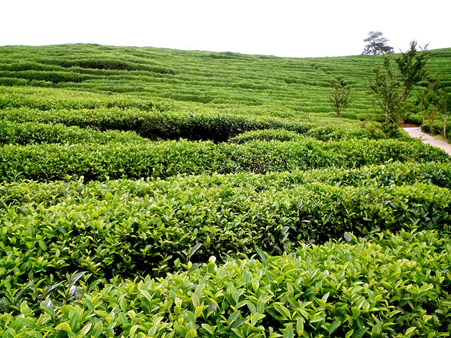 山水诗情,武夷山的悠然二日游_南平旅游攻略