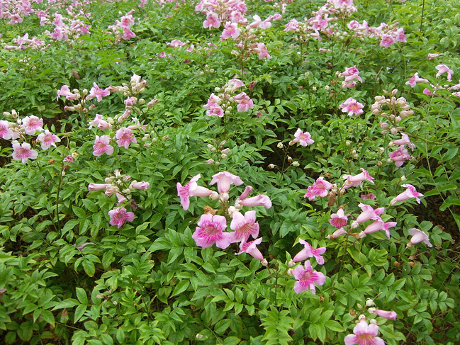 十一月去厦门看海_厦门旅游攻略