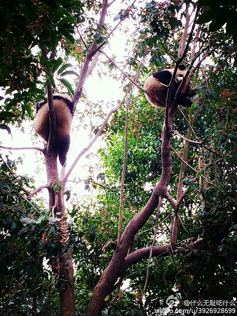 女屌们的成都4天游_成都旅游攻略