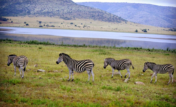 pilanesberg national park匹林斯堡国家公园南非的第四大国家公园,距