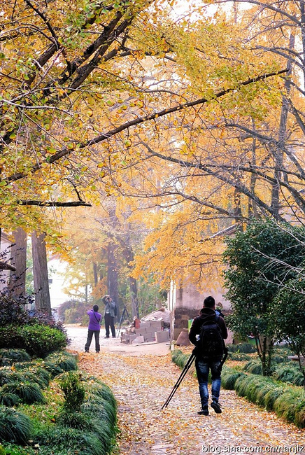 长兴十里银杏送晚秋_湖州旅游攻略_自助游攻