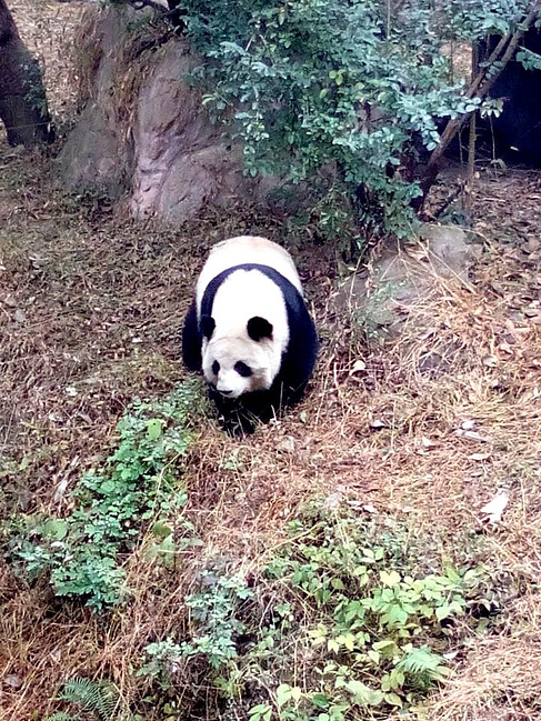 2015年1月成都峨眉山重庆6日游_乐山旅游攻略