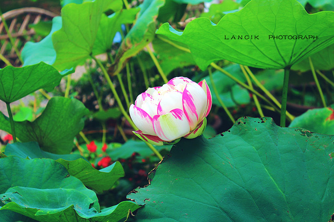 做一日江南女子_上海旅游攻略_自助游攻略_去