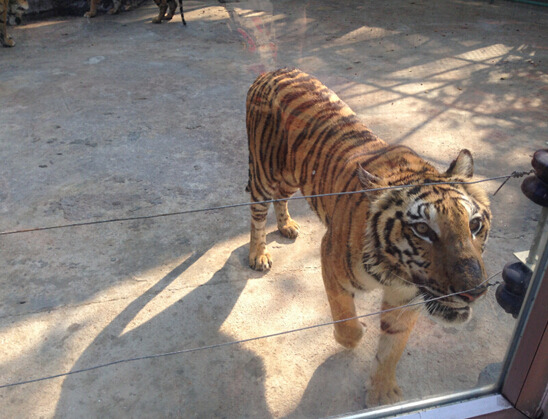 不用计划的泰国曼谷芭提雅新年跟团游_芭堤雅
