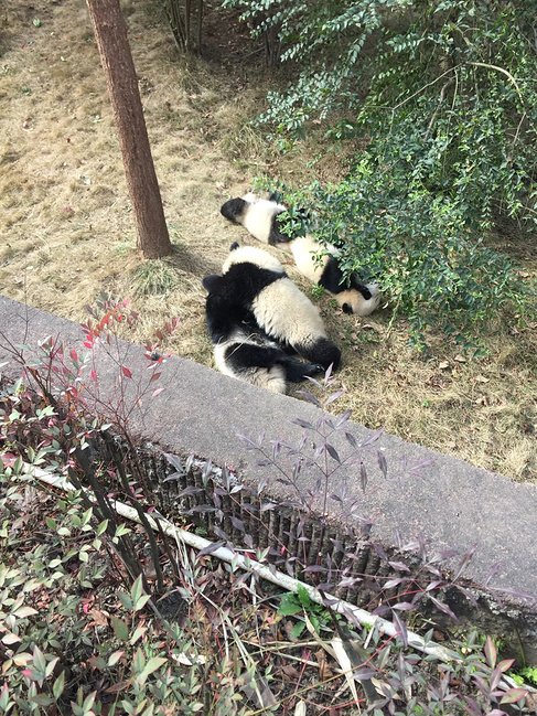 一城一山:你礼佛,我看景_成都旅游攻略