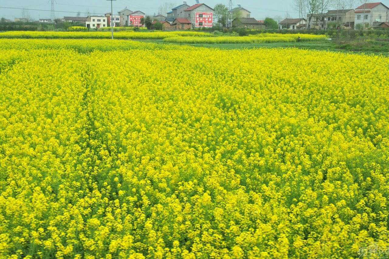 来桂林看油菜花_桂林旅游攻略_自助游攻略_去