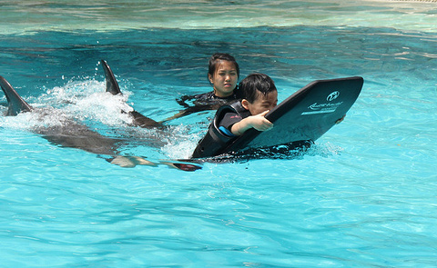 2015海豚园_旅游攻略_门票_地址_游记点评,新