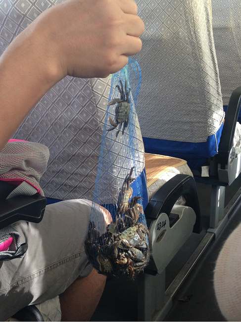 崇明1日游_上海旅游攻略_自助游攻略_去哪儿