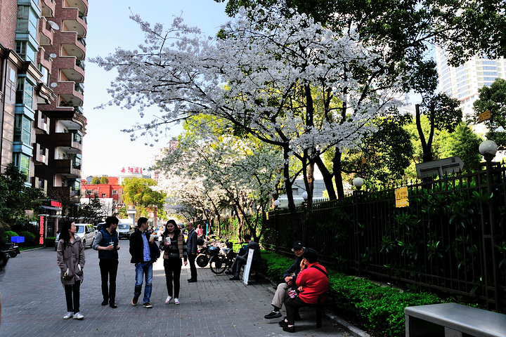 这条樱花道就是南京路至威海路之间的青海路,一边是绿地,一边是休闲