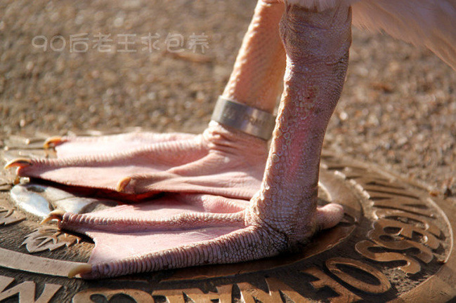 走马观花游英国_伦敦旅游攻略