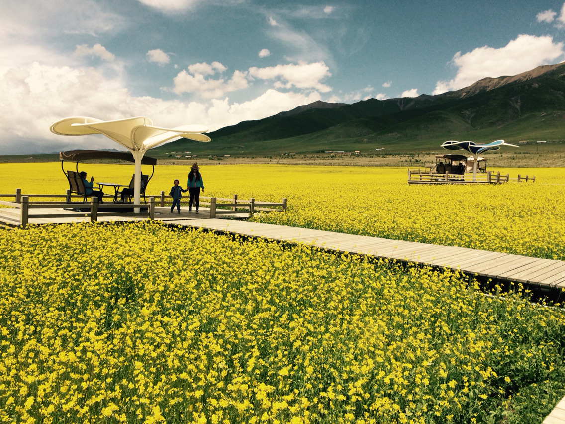 最美花海俏门源，2019门源油菜花文旅节将于7月9日开幕|祁连山|青海|门源_新浪网