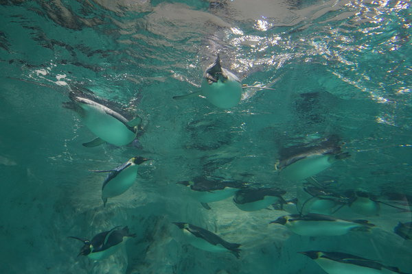 【实用游玩线】两天一夜免排队玩透珠海长隆_