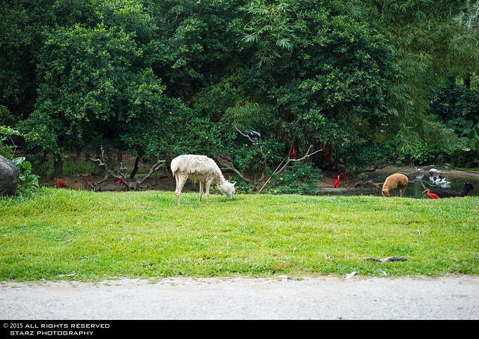 2015最后小火车行驶到我们昨晚入住的小木屋