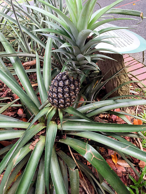 30天新马泰自由行,爱和美食都在路上_新加坡旅