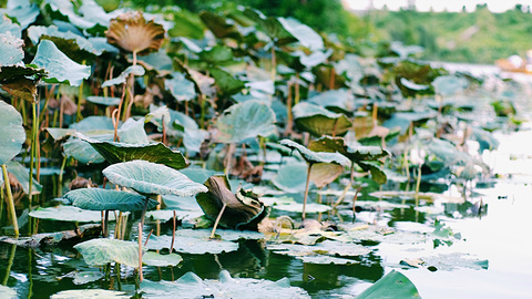 2015古劳水乡_旅游攻略_门票_地址_游记点评