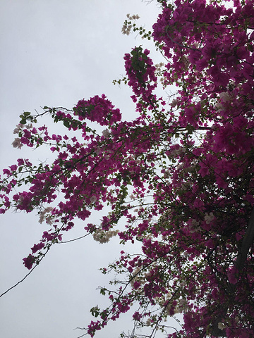 2016常能听见诵经声或唱诗班的歌声回荡在教