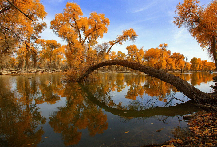 白杨河大峡谷胡杨林