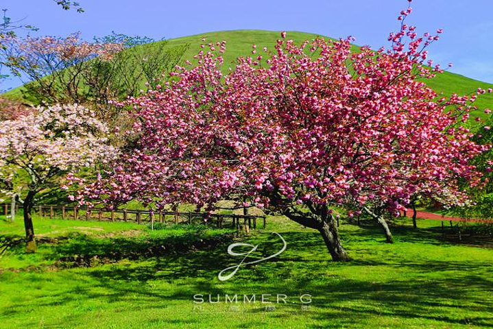 大室山麓的那些浪漫樱花,在这美丽的春天,方圆400平方,40种共3000株笔