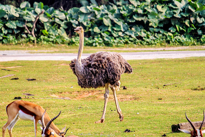 公园以大规模野生动物种群放养和自驾车观赏为特色,集动,植物的保护