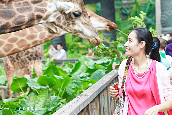 公园以大规模野生动物种群放养和自驾车观赏为特色,集动,植物的保护