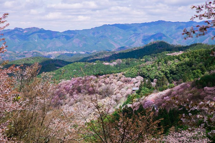 萌萌哒的小鹿是我的心头好,吉野山万株樱花盛放的美景也让我期待.