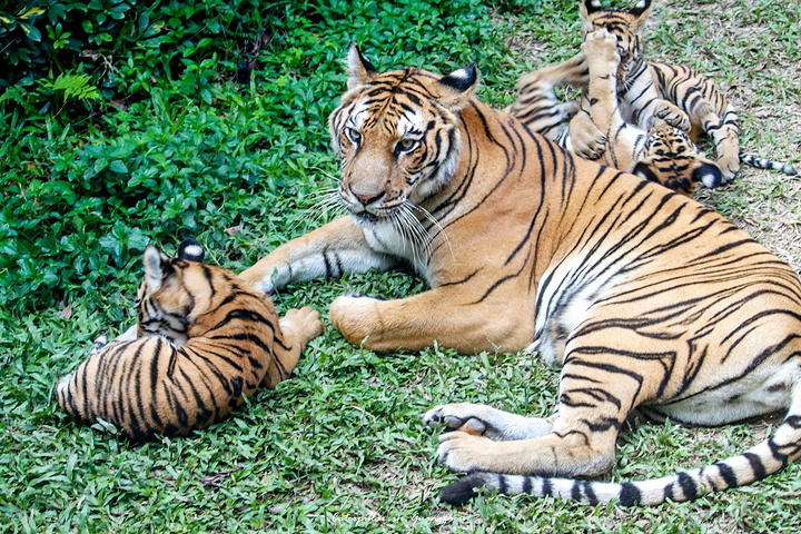 长隆动物园以大规模野生动物种群放养和自驾车观赏为特色,集动,植物的