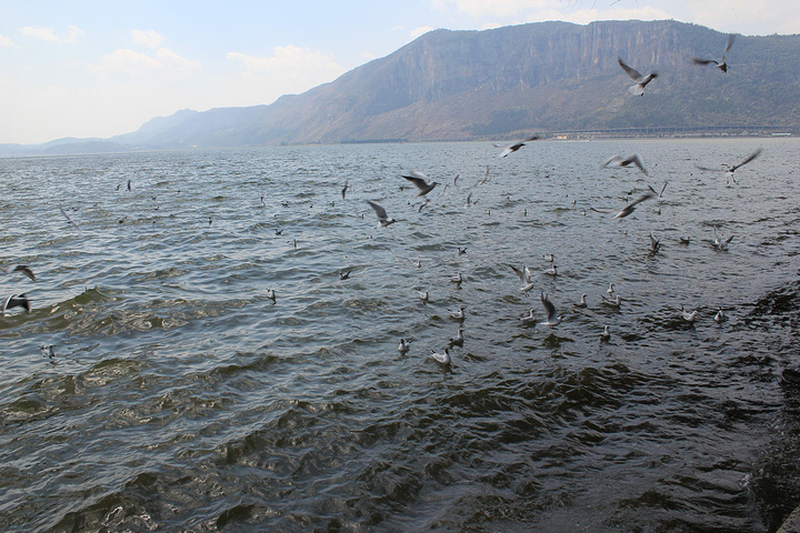 2015滇池最好的观景点_海埂公园评论